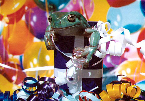Birthday Frog!