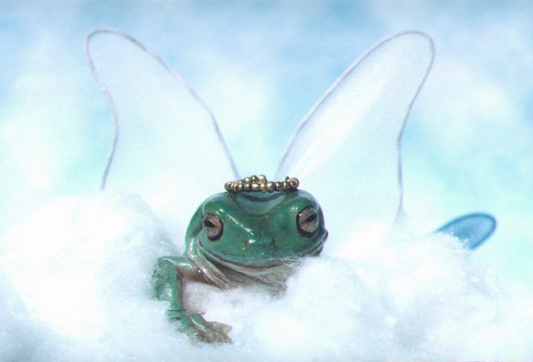 http://allaboutfrogs.org/gallery/expo/themes/angel.jpg