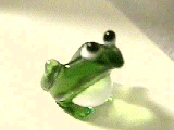 [glass frog]