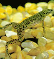 dwarf frogs