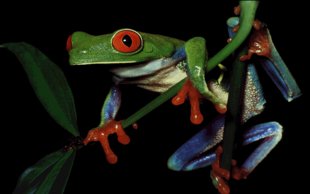 purple red eyed tree frog for sale