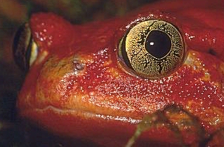 tomato frog