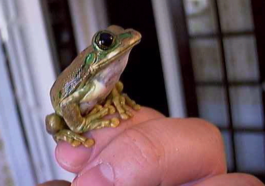 Buggles on Eric's finger