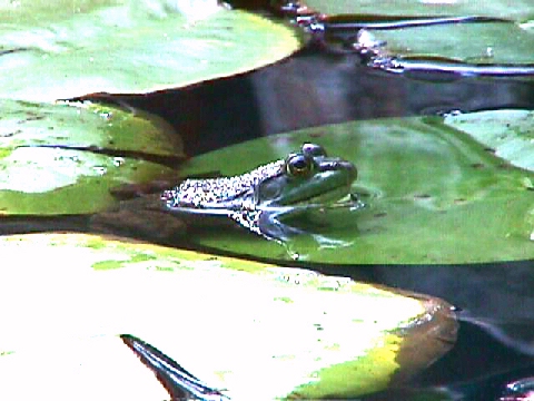 Pond Frog Pictures