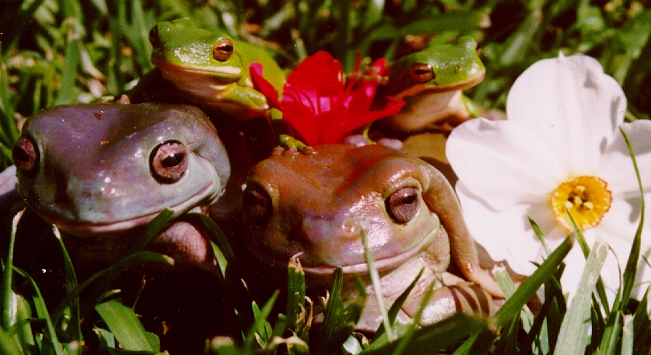 Traci's Froggy Family (Beautiful photo! WORTH THE WAIT!!!)