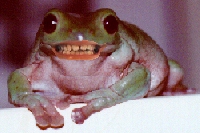 does frog use its maxillary teeth