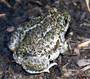 Plains Spadefoot Toad 