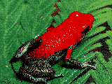 [Red Frog]