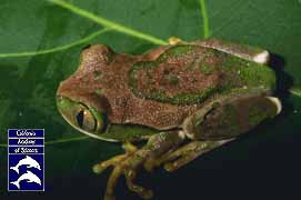 [Brown Ornate treefrog]