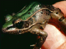 [Southern Leopard  Frog]