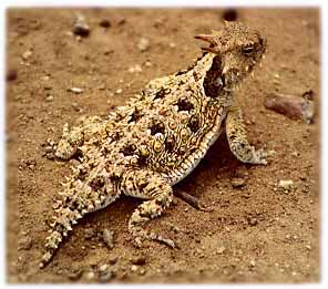 Desert Horned Lizard