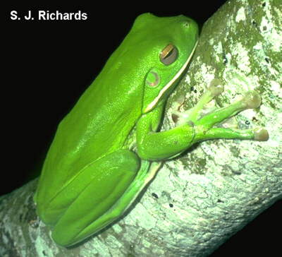 tree frog feet