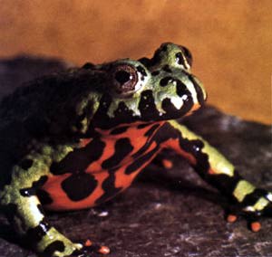[firebellied toad]