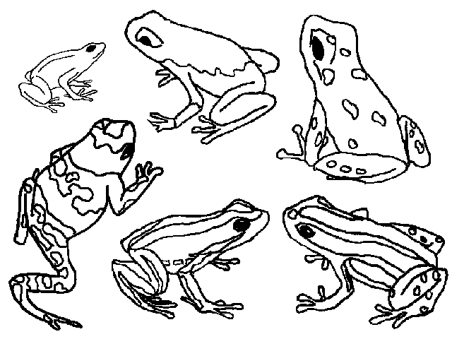 Poison Dart Frog Coloring Pages 2